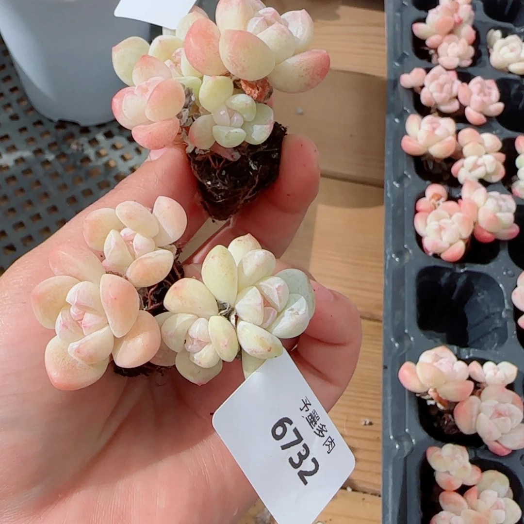 只***麦长杆冰玉，6729 6732