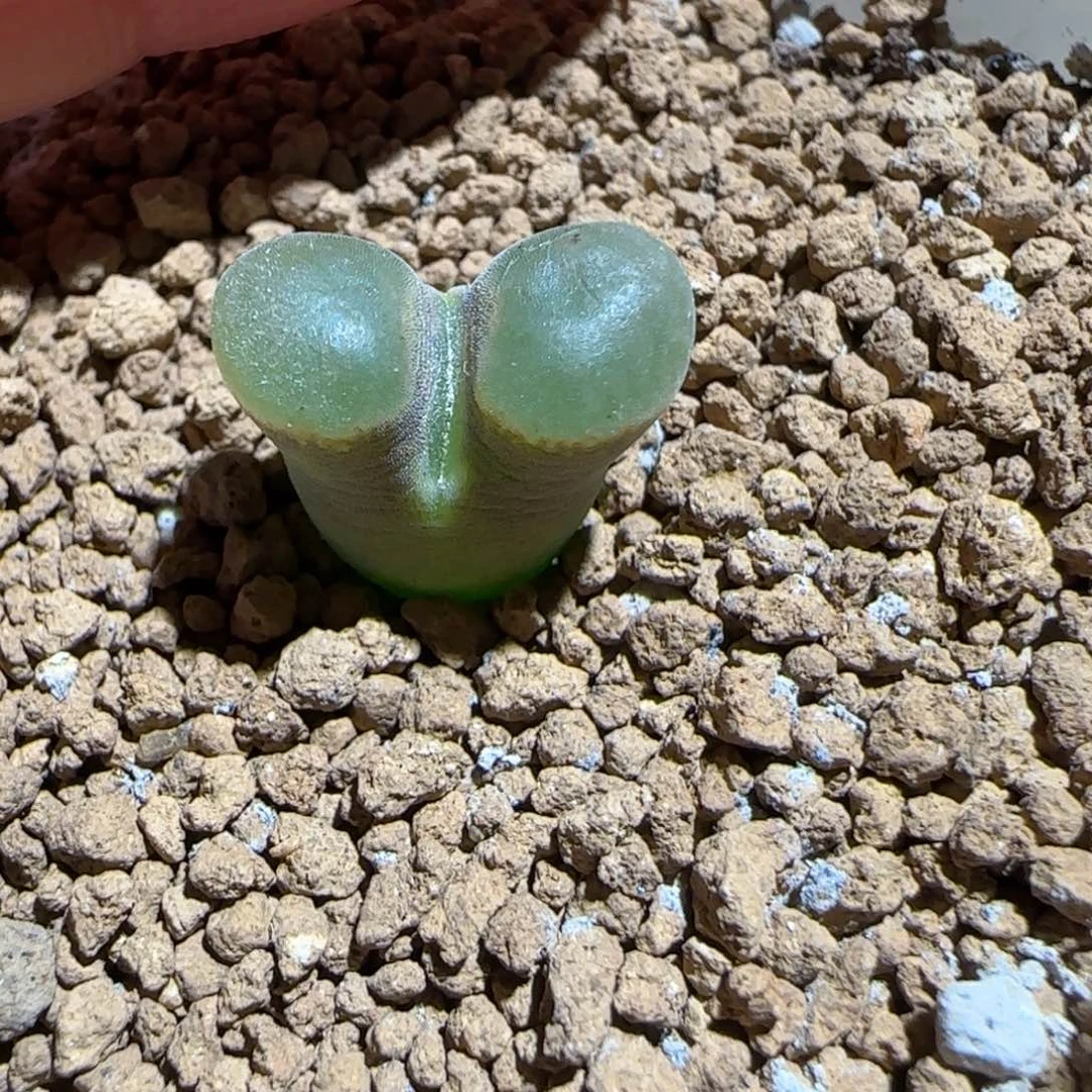 肉锥多肉植物组合-磁铁506