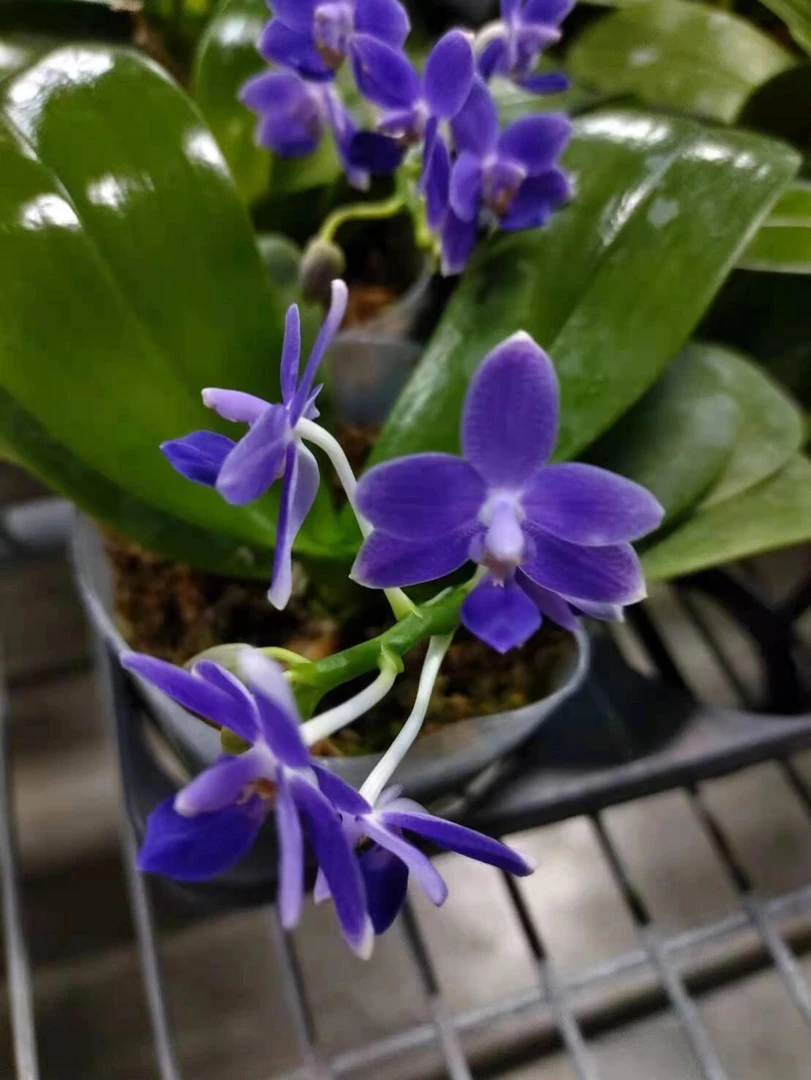 《EQ狗》原生趣味浓香型蝴蝶兰桌面绿植阳台盆栽花卉