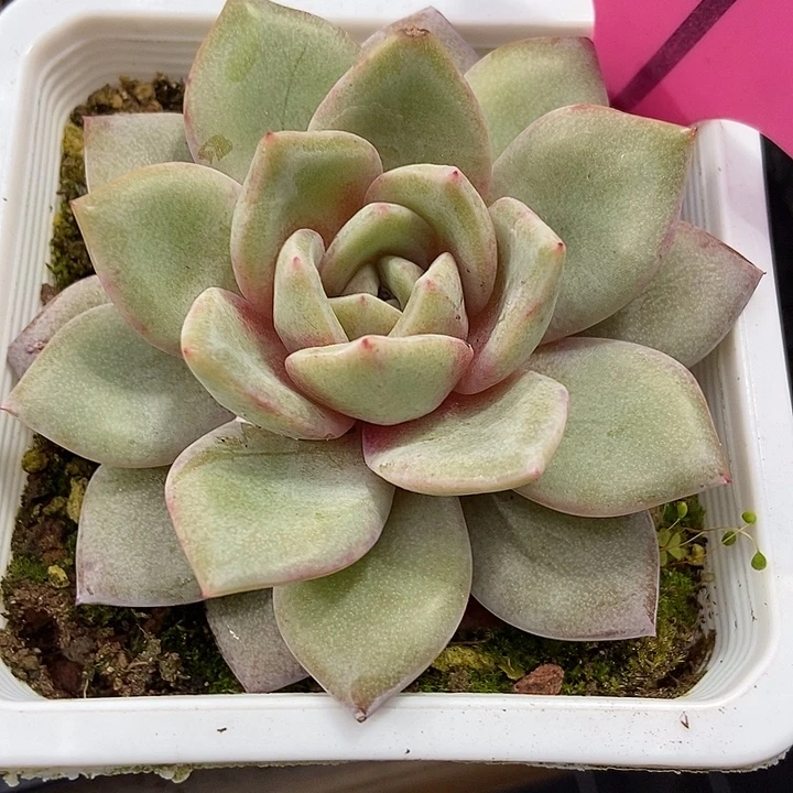 多肉植物德国香槟57