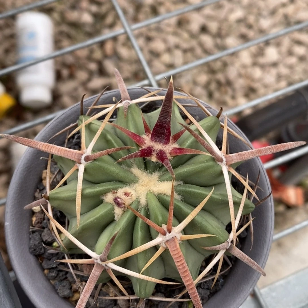 仙人球王凌波6.6cm