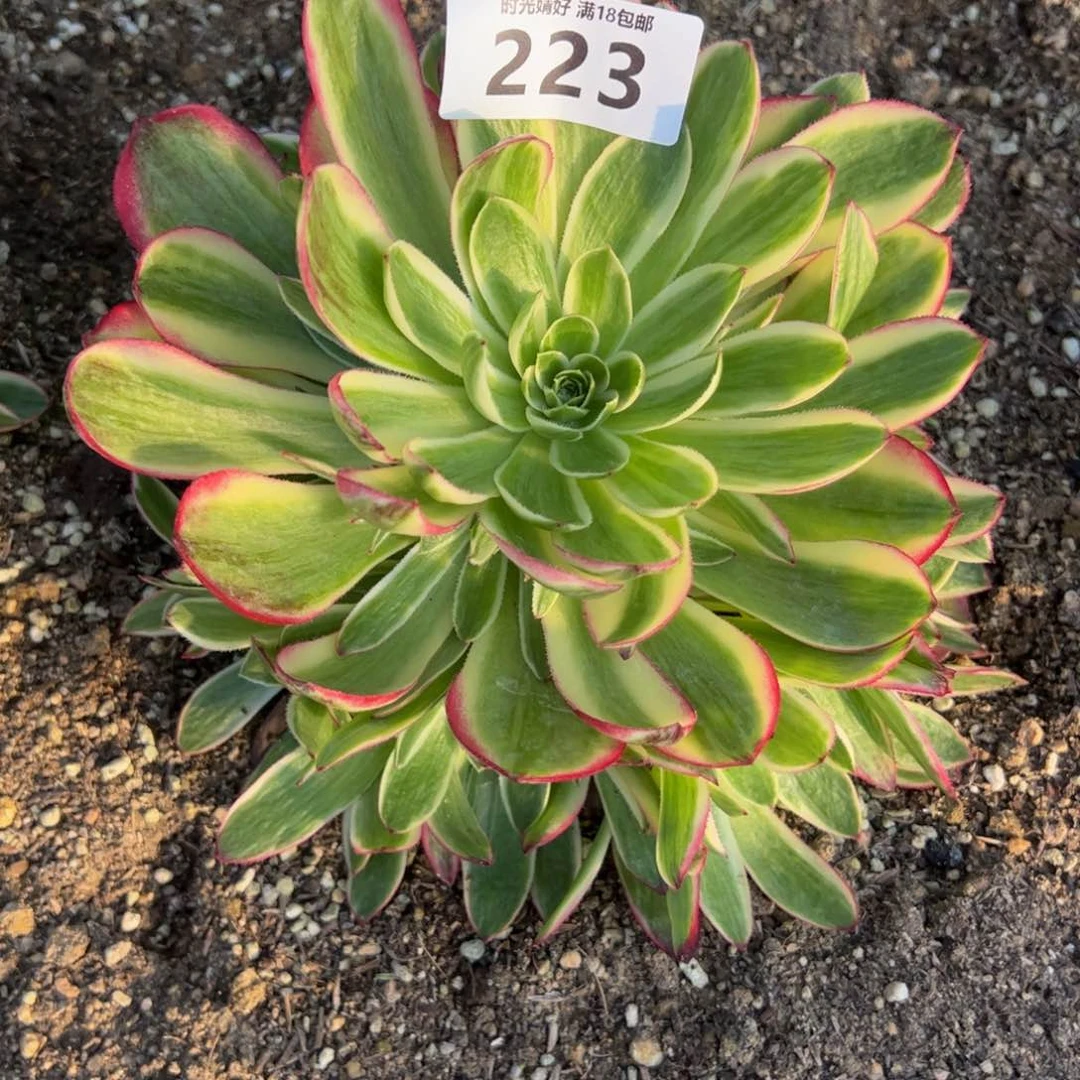 223海王多肉植物