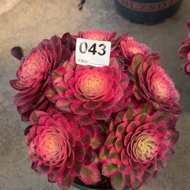 043荔枝20厘米左右