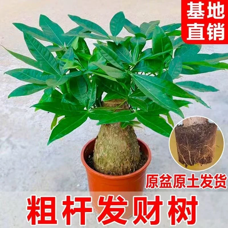 矮桩发财树盆栽室内办公室绿植小盆景四季常青好养活