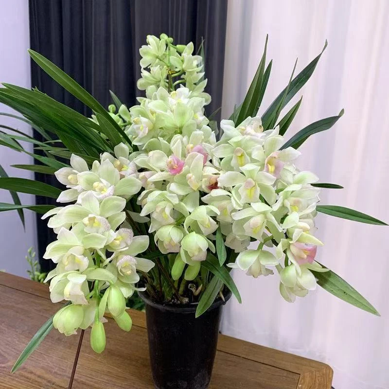 国兰名品【香水兰带5-6支花剑】室内外精品兰花香味浓花期长好养