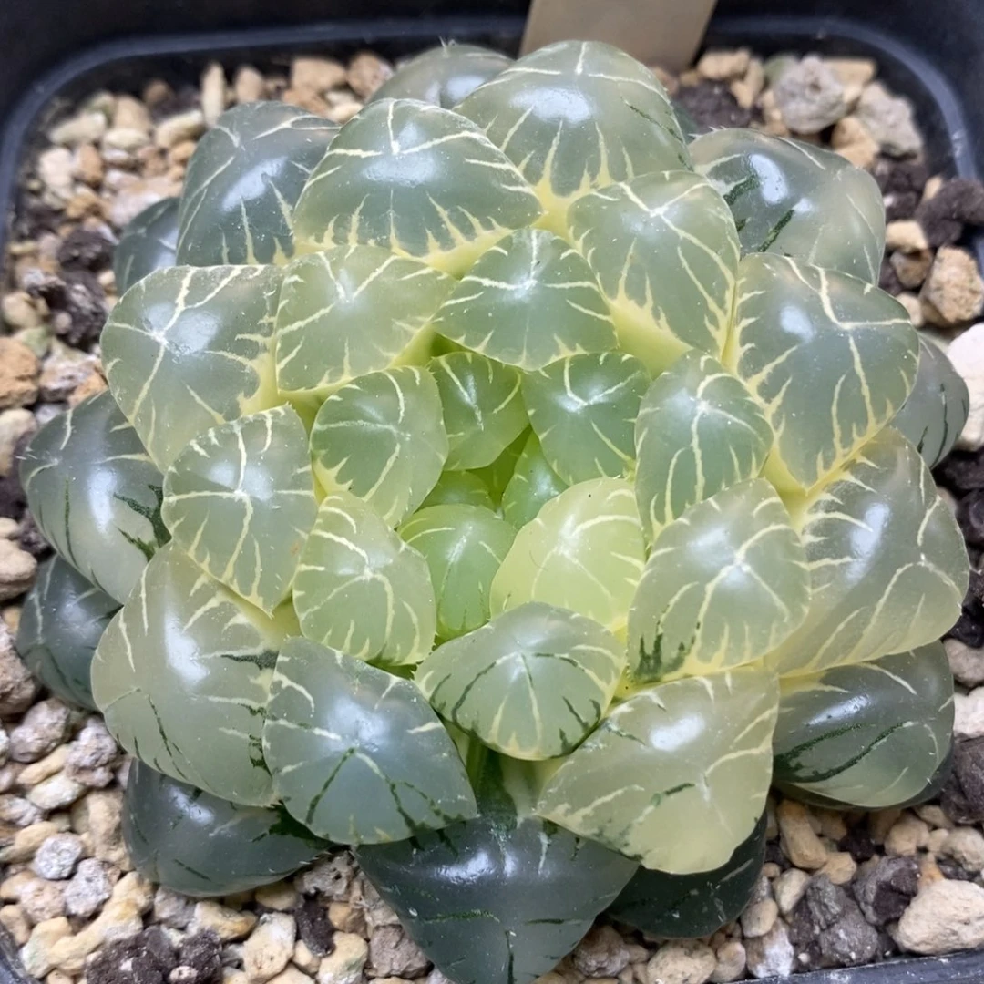 178糊斑湖水玉露锦一物一拍