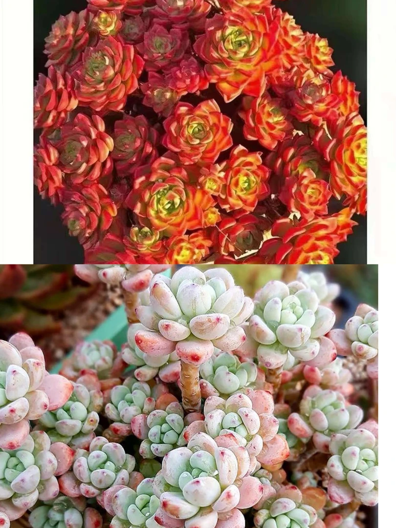 初衷 香妃劳尔+爱马仕玫瑰组合 阳台庭院多肉植物  新手好养植物