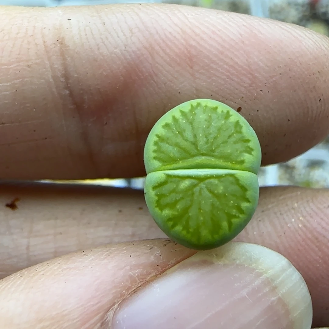 52绿菊清框福利30包邮