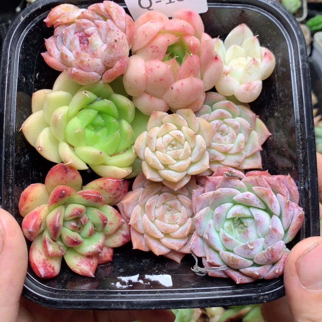 无花朵Q18yyyyytttt