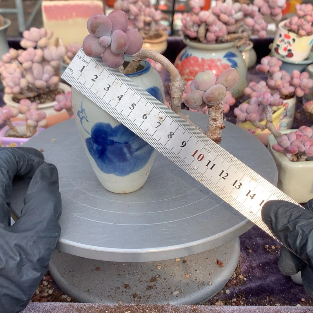 12号带桃蛋盆偏远地区不包邮的