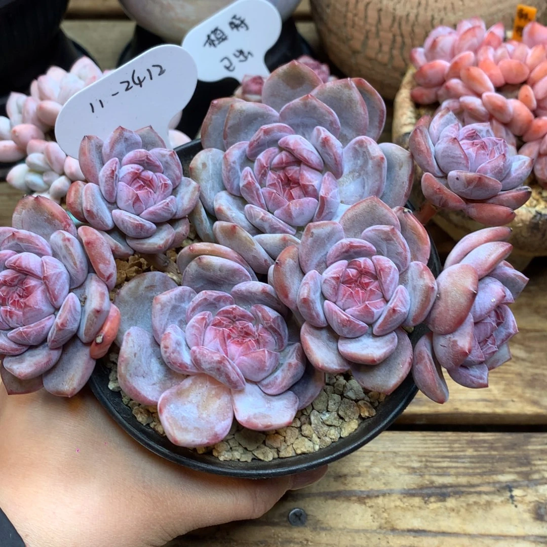 2412 突尼斯 一头一桩 老桩17cm