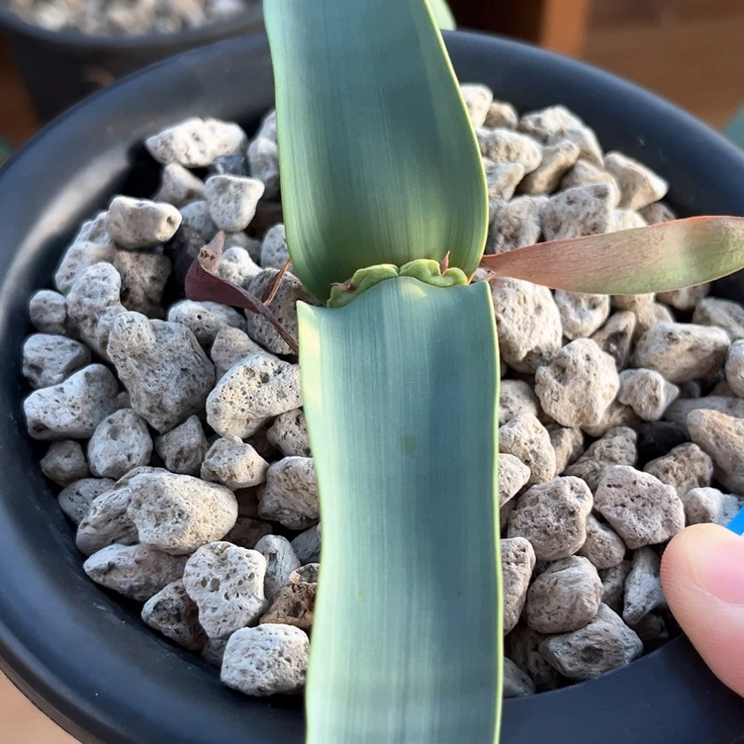 潮流植物百岁兰，31