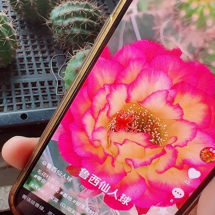 毛花柱 苏乞儿 侧芽 瑕疵 厘米 满20包邮