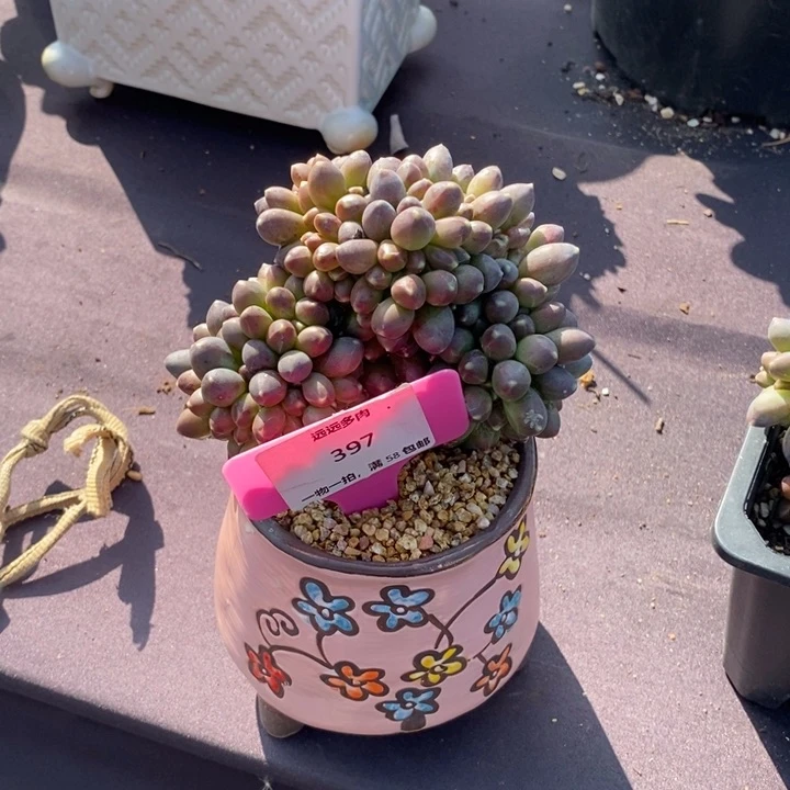 397千代田缀化肉肉肉肉肉