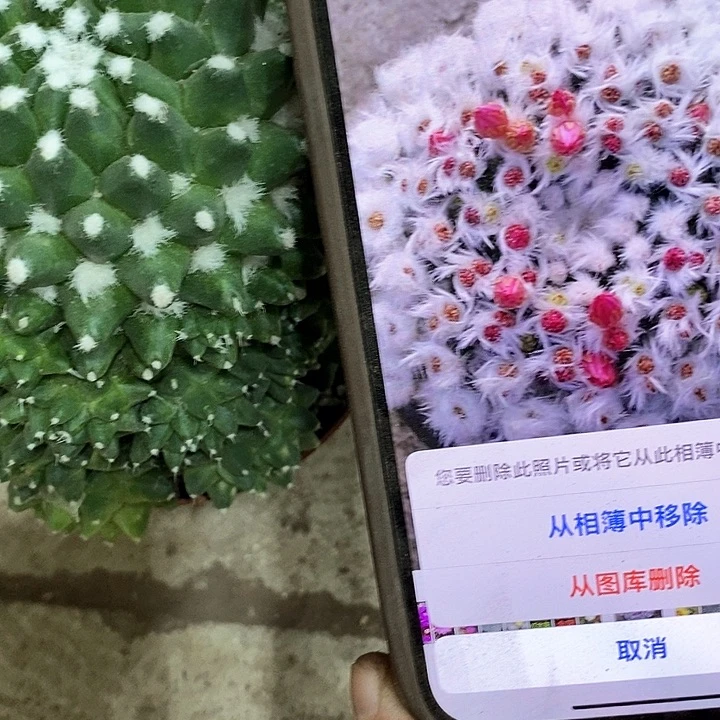 雪糕仙人球，2588999