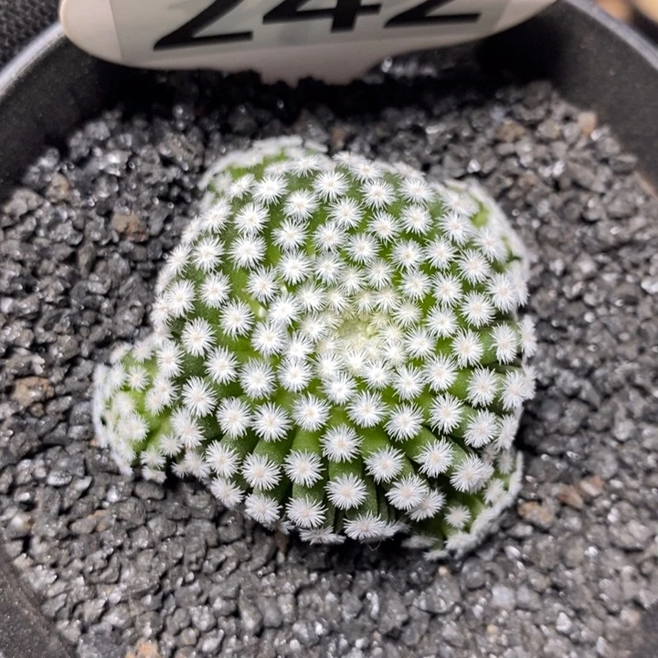 佛头春星242号4.7cm