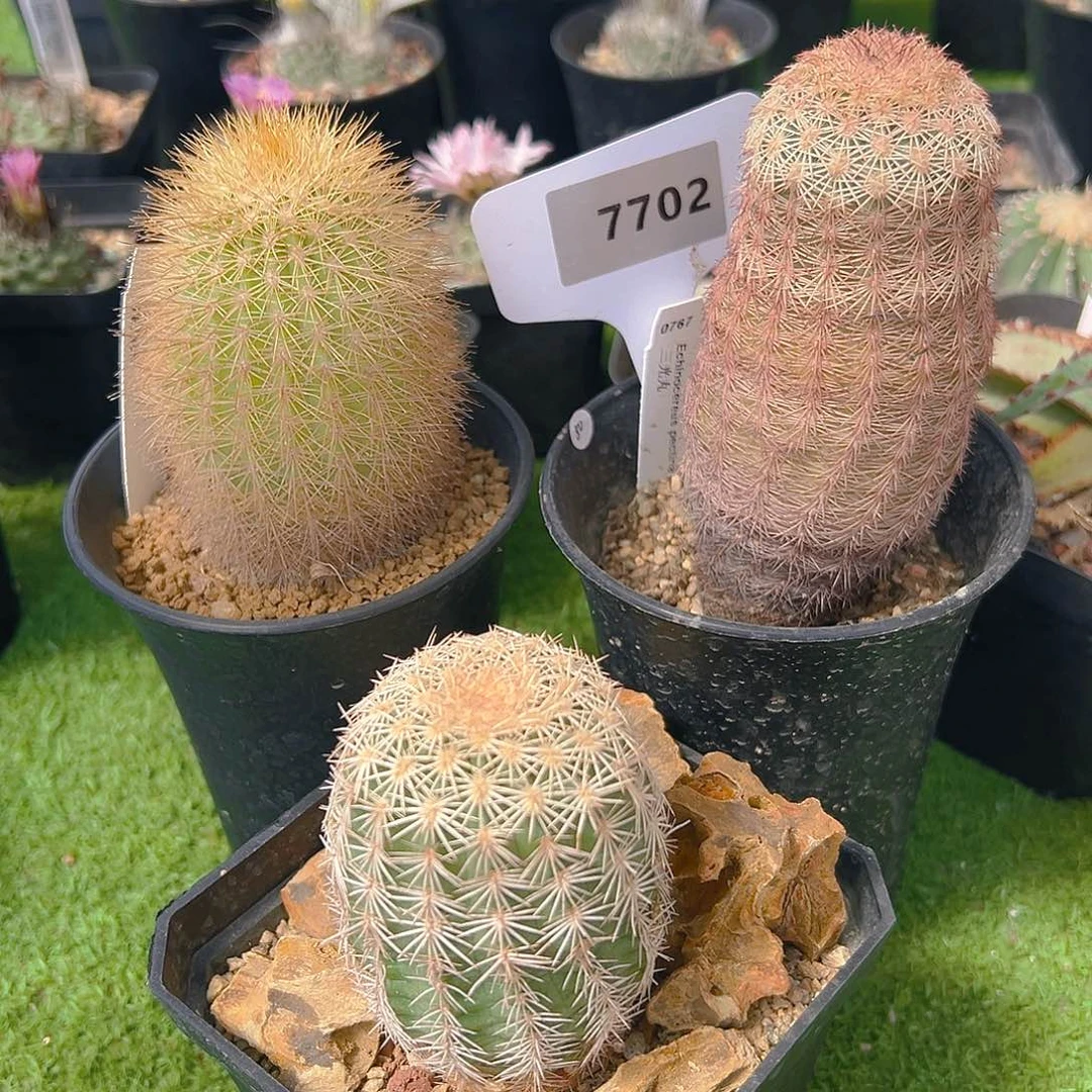 7702三棵实生福利裸根发
