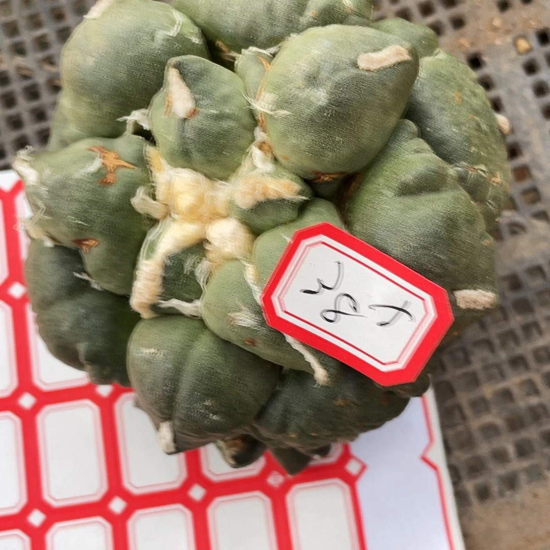 无花朵石牡丹一物一拍