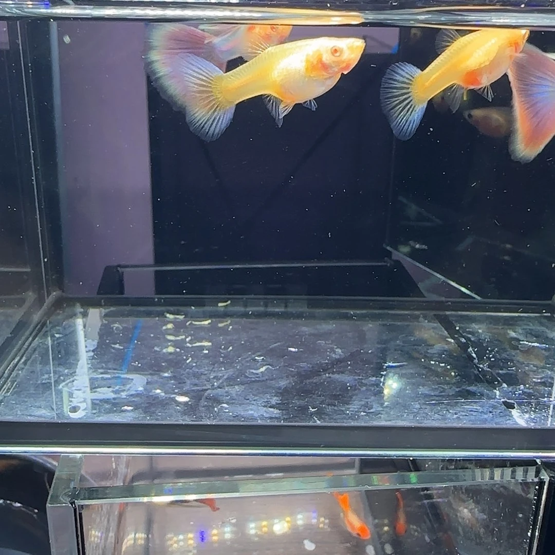孔雀鱼天使彩虹两对！！