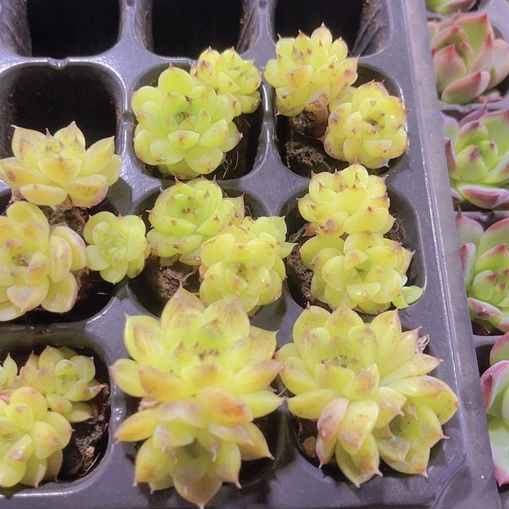 精品赤水晶多肉植物