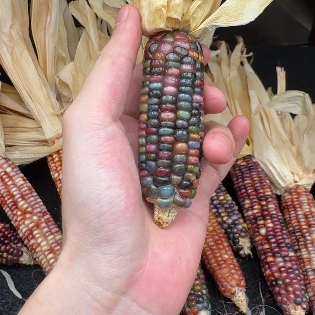 M***a柏香籽/百香籽吊坠