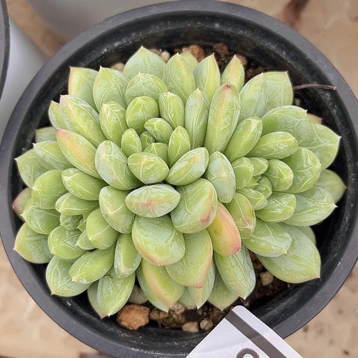 百达翡翠2395多肉植物