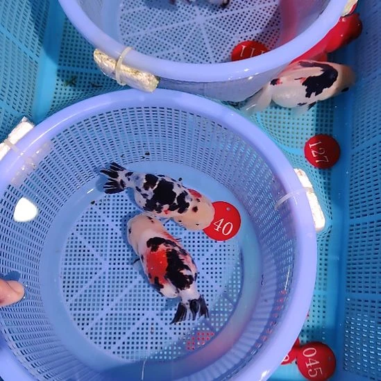 波***波金鱼140兰寿两只特价顺丰包邮