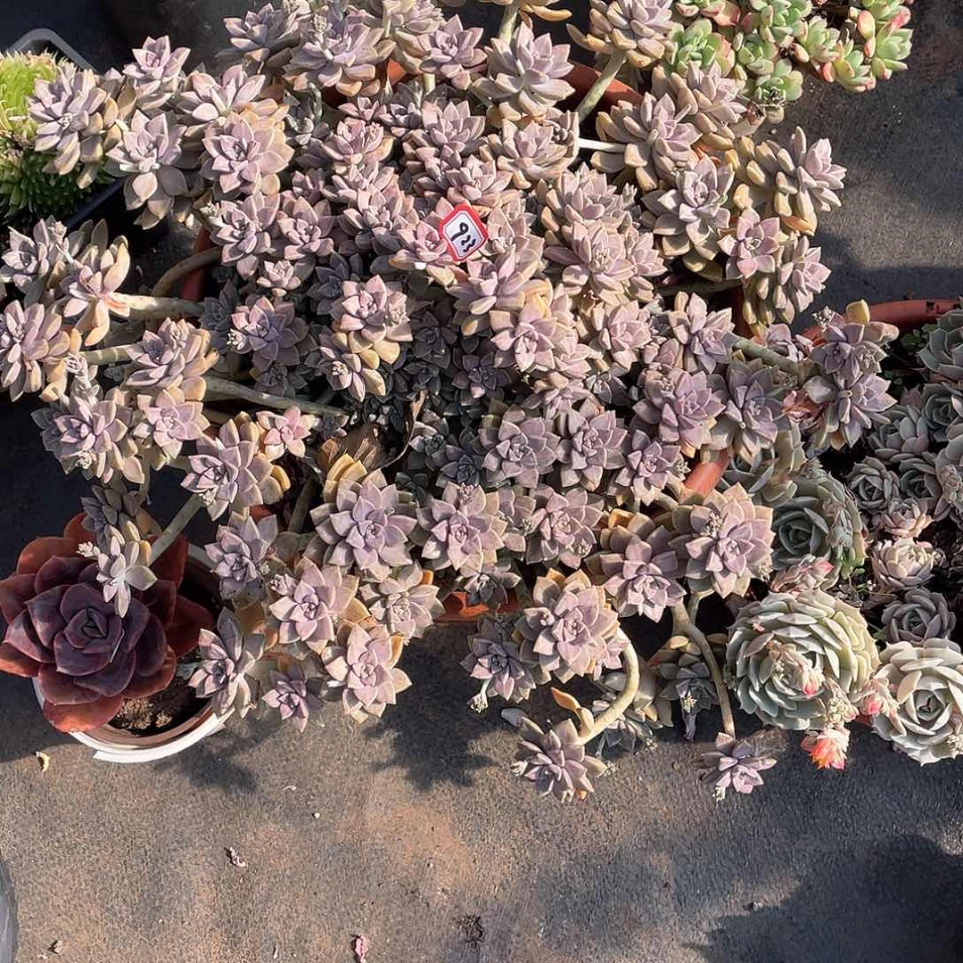 923阿伦配一物一拍多肉