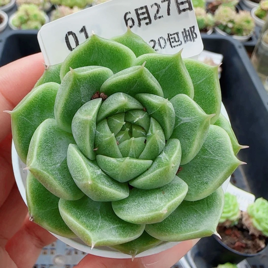 花语逸镜0627-01开播福利