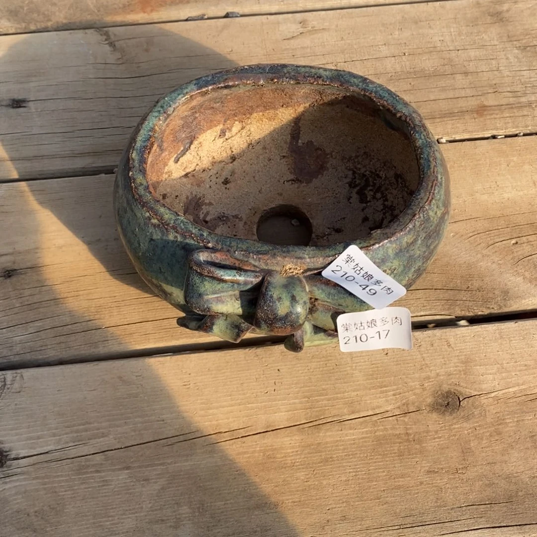 心**飞49号多肉盆一个呀