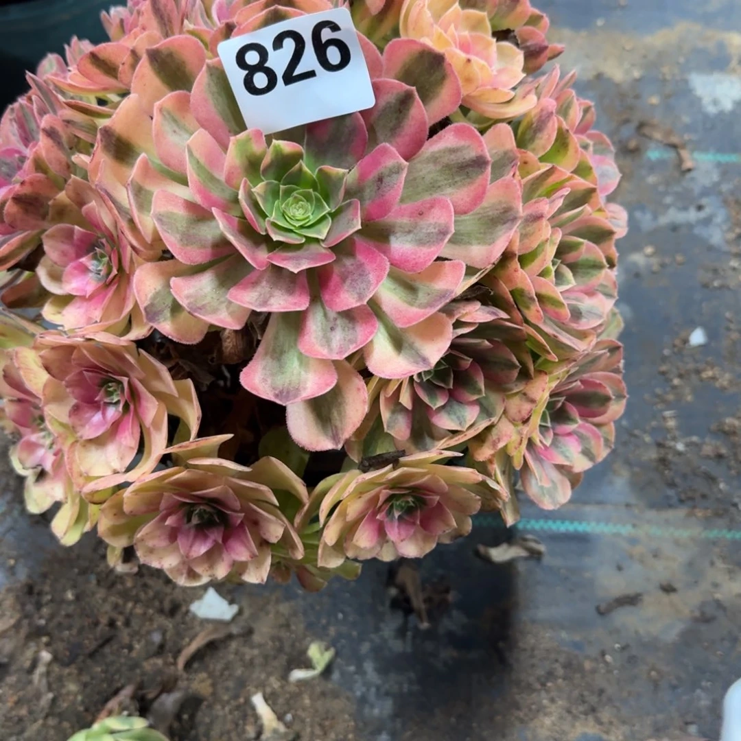 大雨河多肉植物老庄826