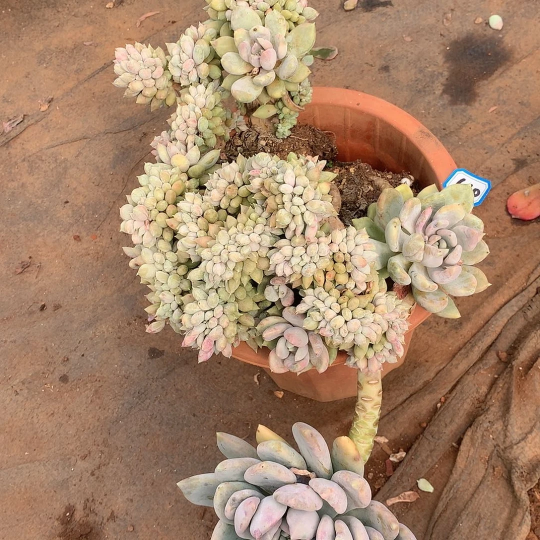 610胖美人 一物一拍多肉