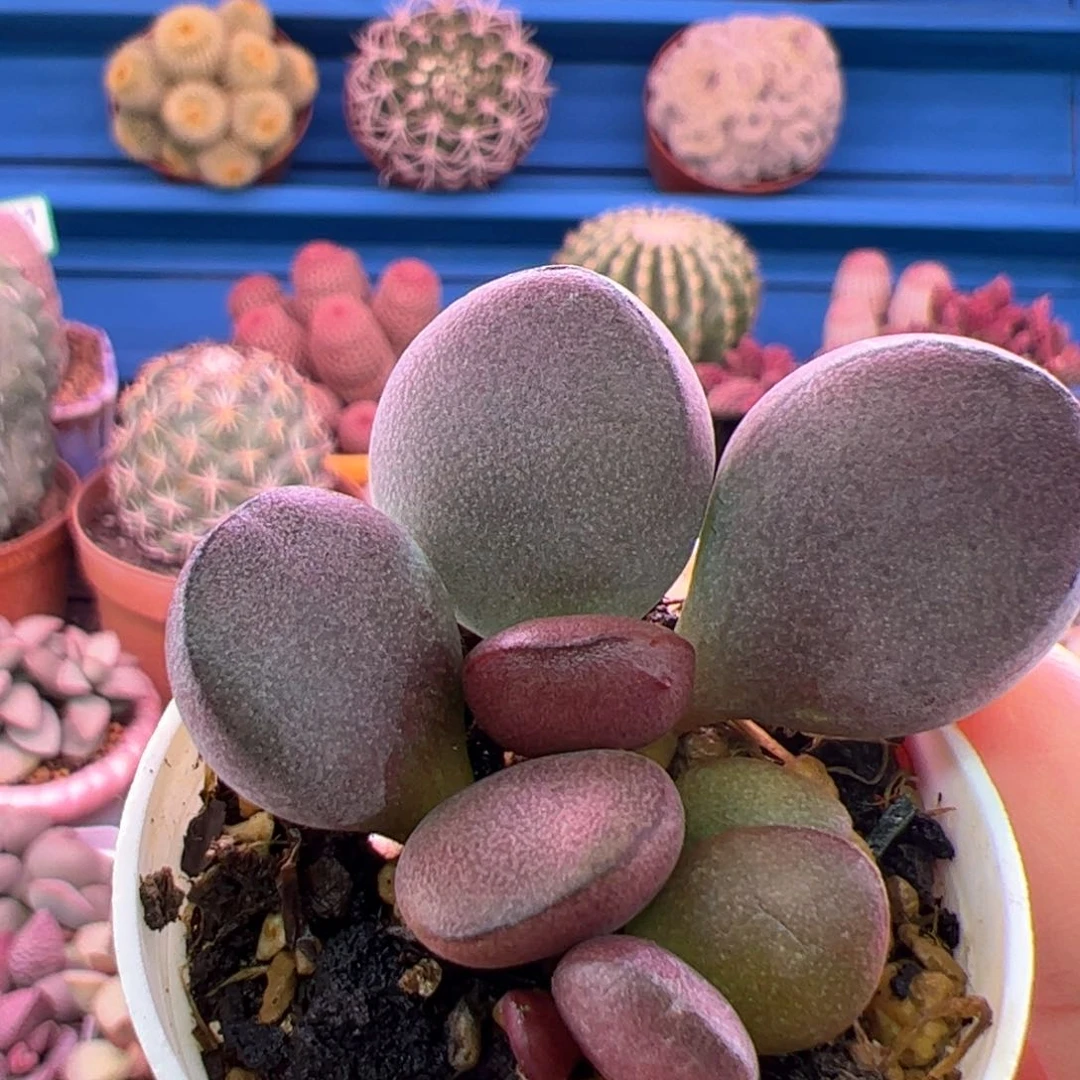 用****6球球紫蛋。