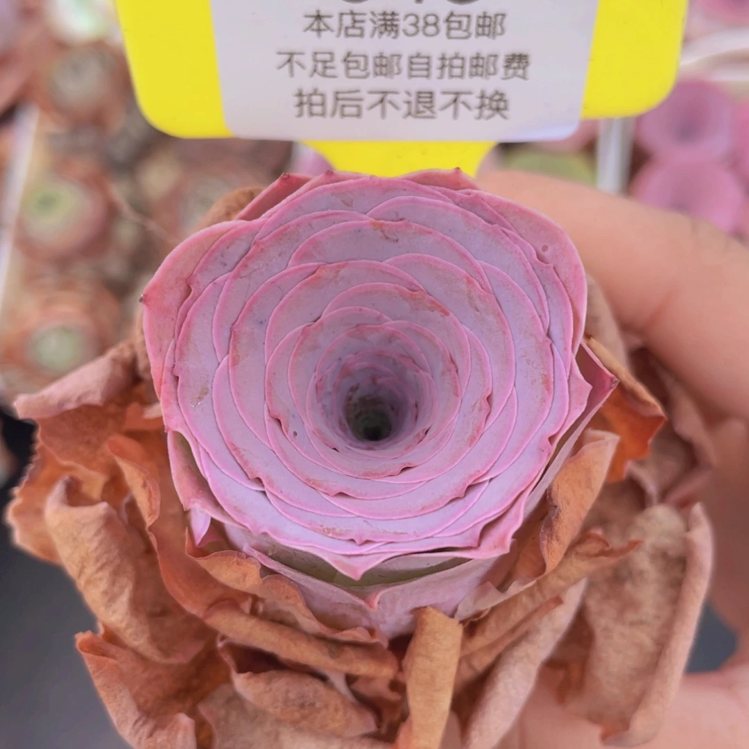 山地玫瑰643满38包邮裸根发货