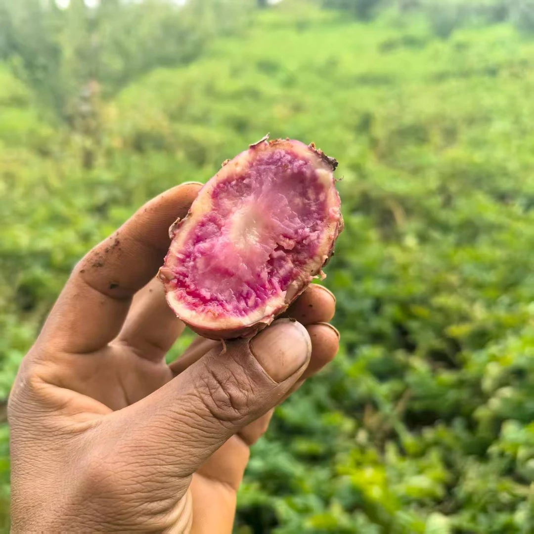 云南红心花青素洋芋马铃薯云南云南七彩洋芋（发货时不带芽）