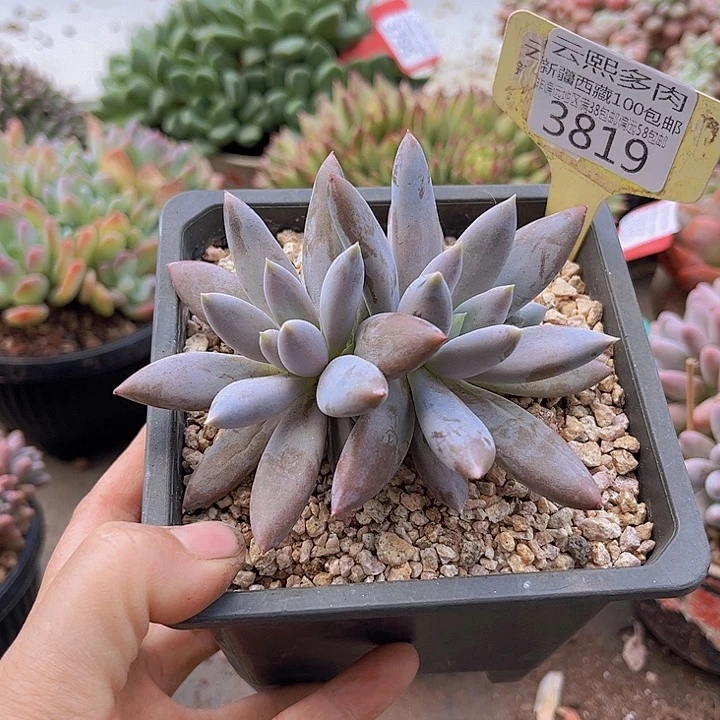 3819哥特萝莉。