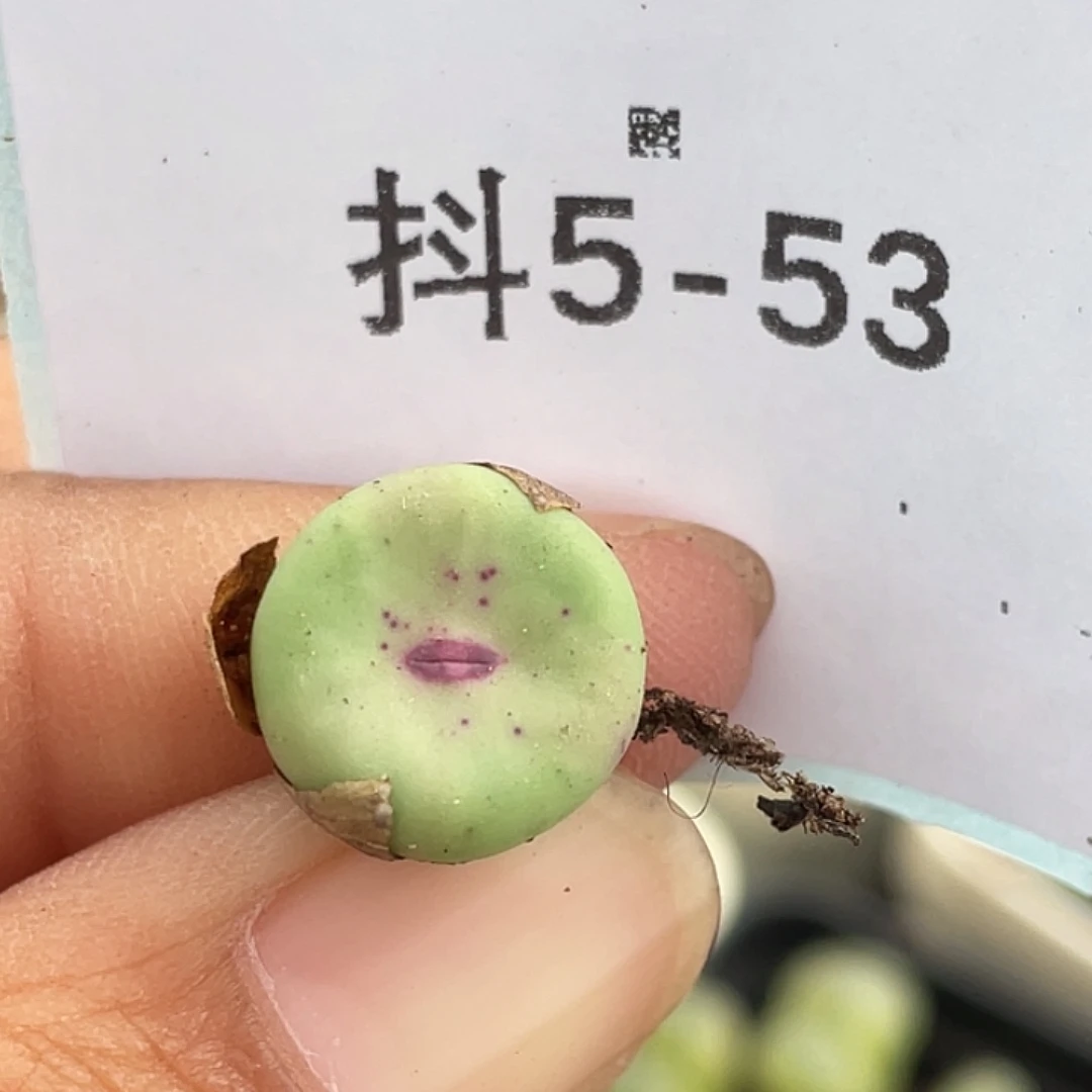 5-53紫皮嘴多肉植物