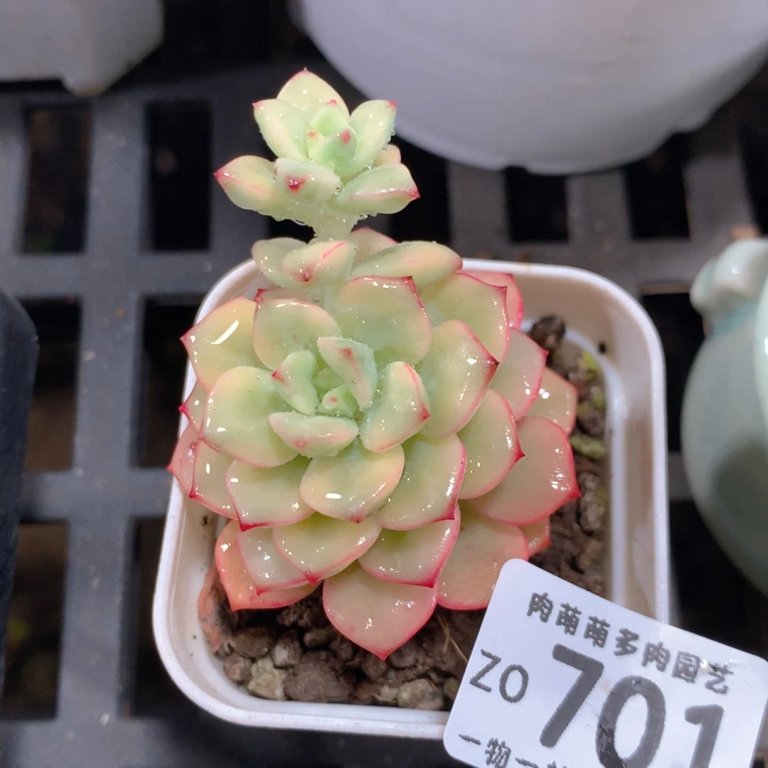 5CM拇指盆精控多肉ZO701