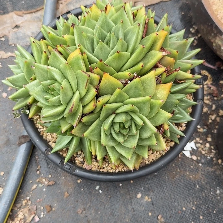 花掌柜精品杂交多肉1盆