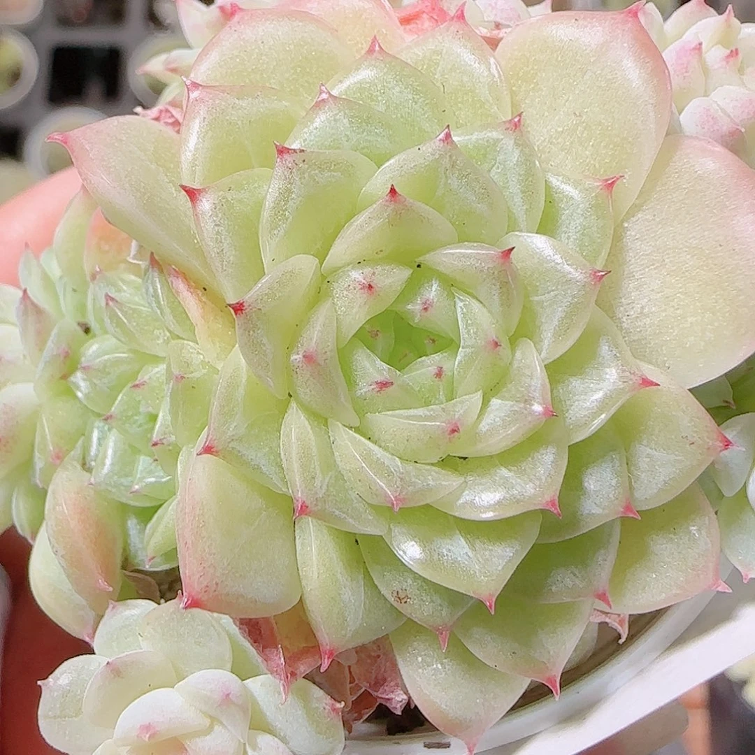 花语逸镜1123-187散