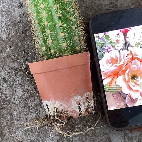 新毛花，高7-10公分左右