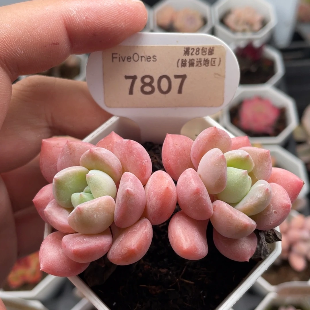 白鹭7807-7.5厘米