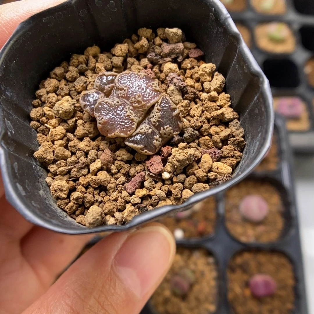 多肉植物肉锥超蝶K-2815