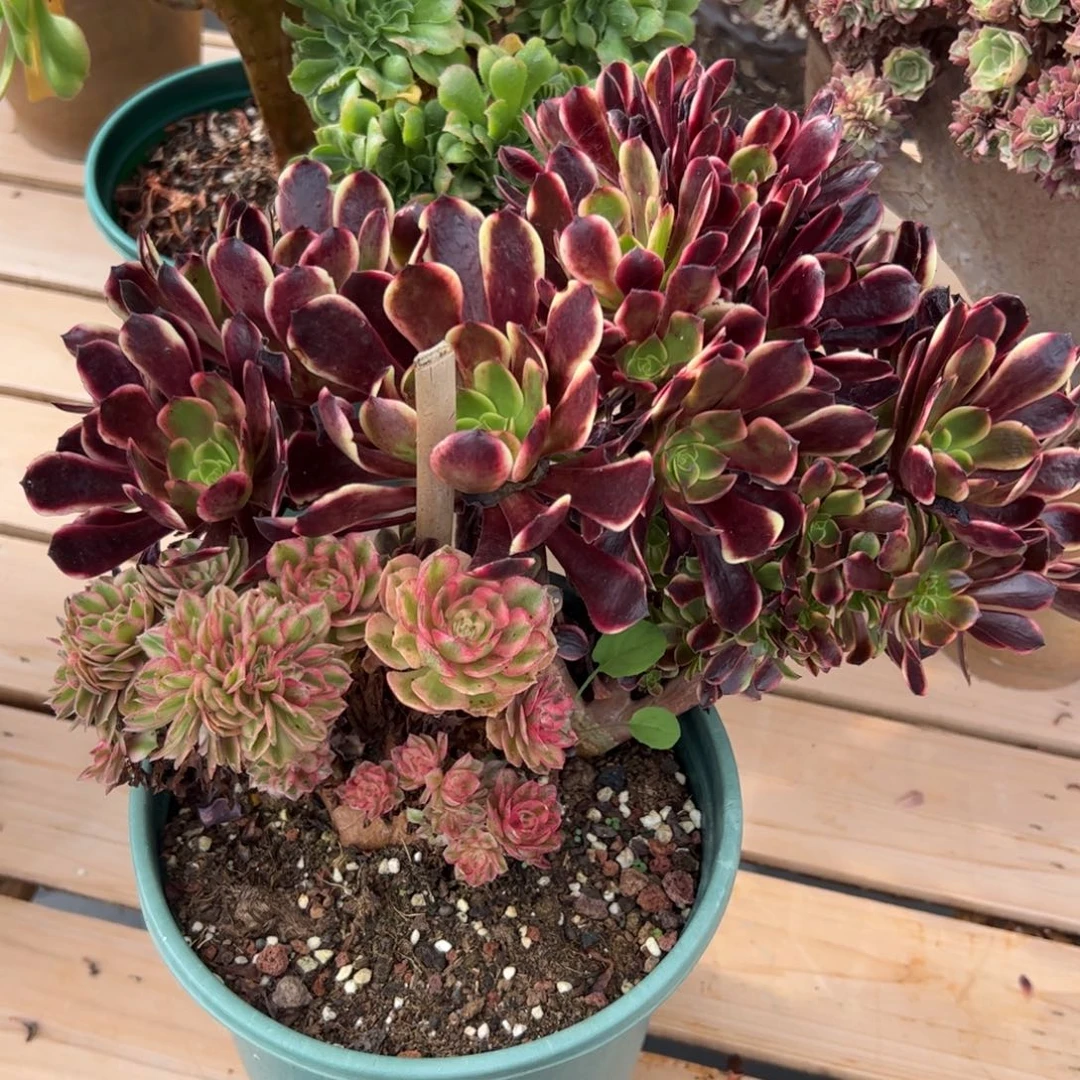 欧嘉莉朵朵老桩两颗