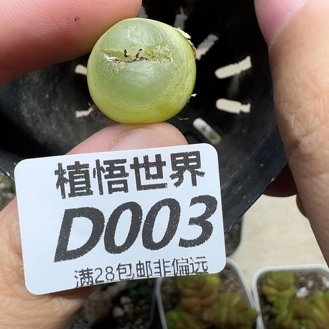 多肉植物的润泽fgb