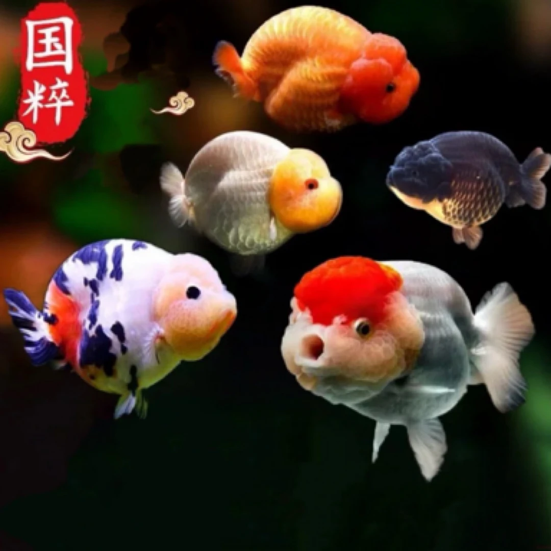 11条国粹金鱼观赏鱼水族活体好养耐活/花色搭配 发货保活
