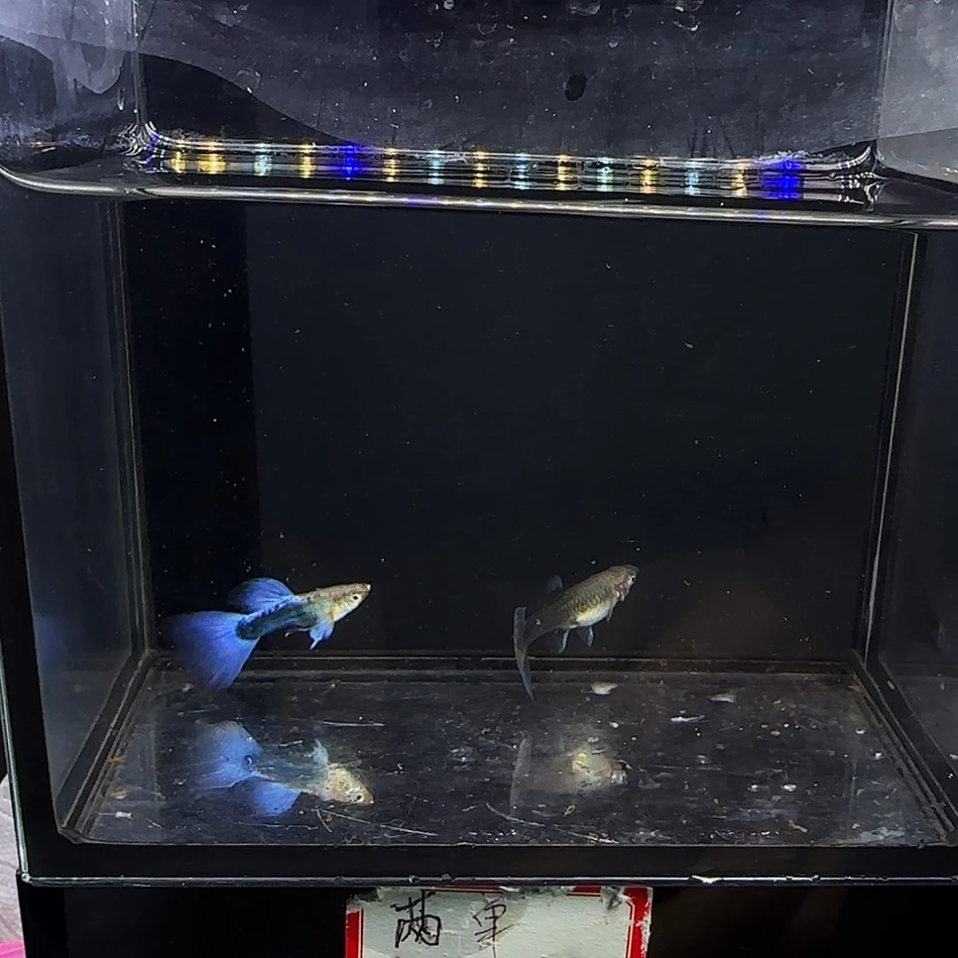 孔雀鱼紫礼服一对