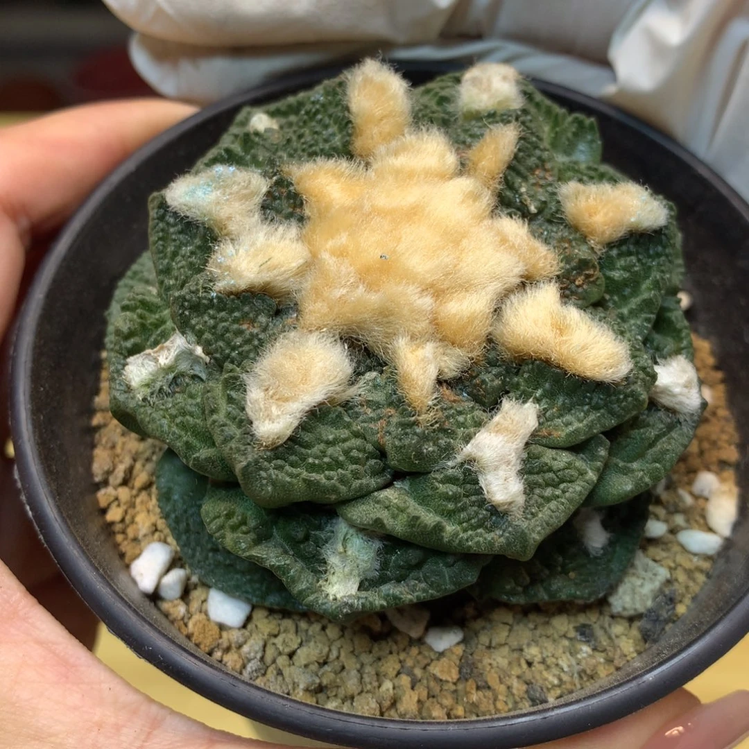 18号 自根 龟甲连山6.7公分 带盆土发货