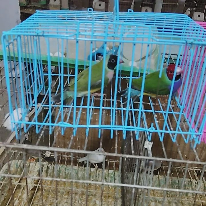 兰***鱼文鸟普彩一对包活到家收到货拍开箱视频