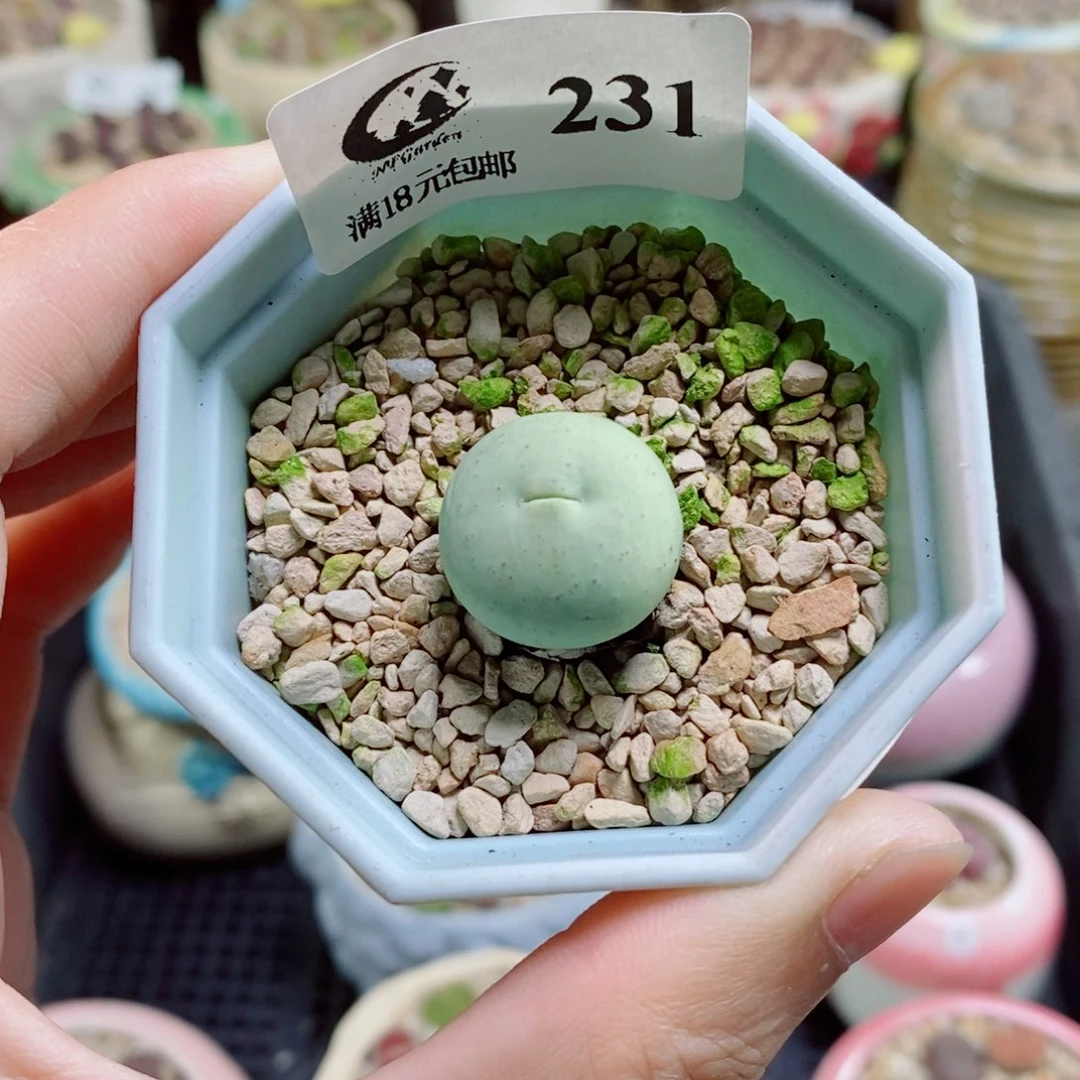 生石花花花花花花花花231